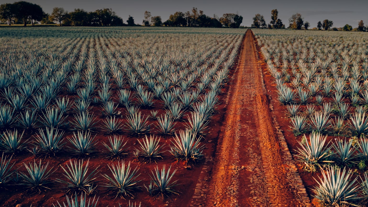 product-page-tequila-blanco-collage-2-edit